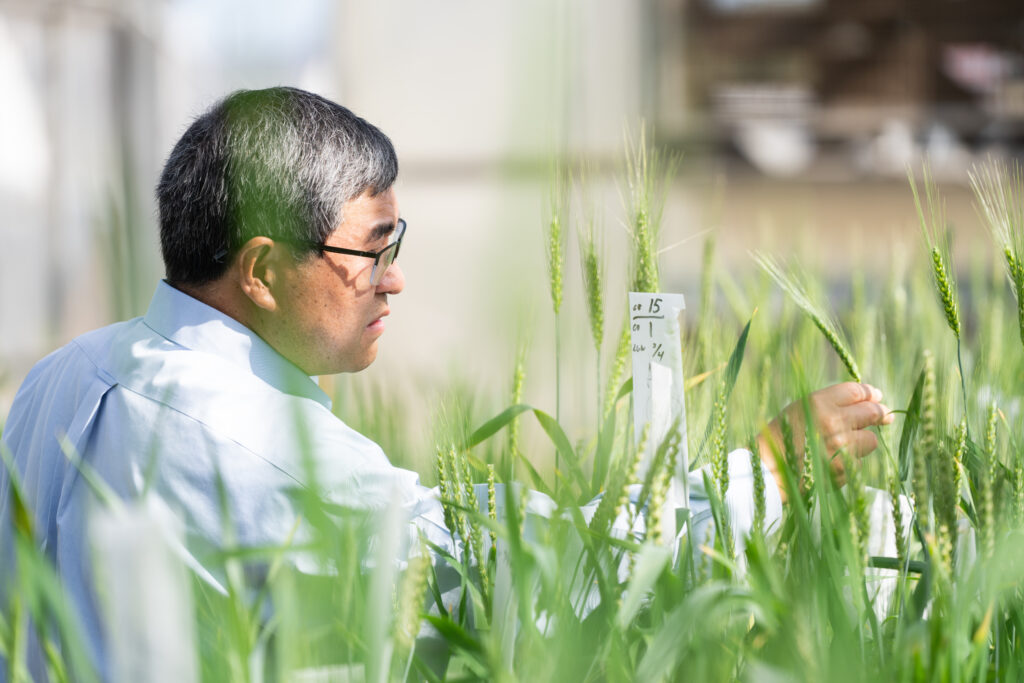 Shuyu Liu, Ph.D. emasculates wheat in a greenhouse full of wheat plants