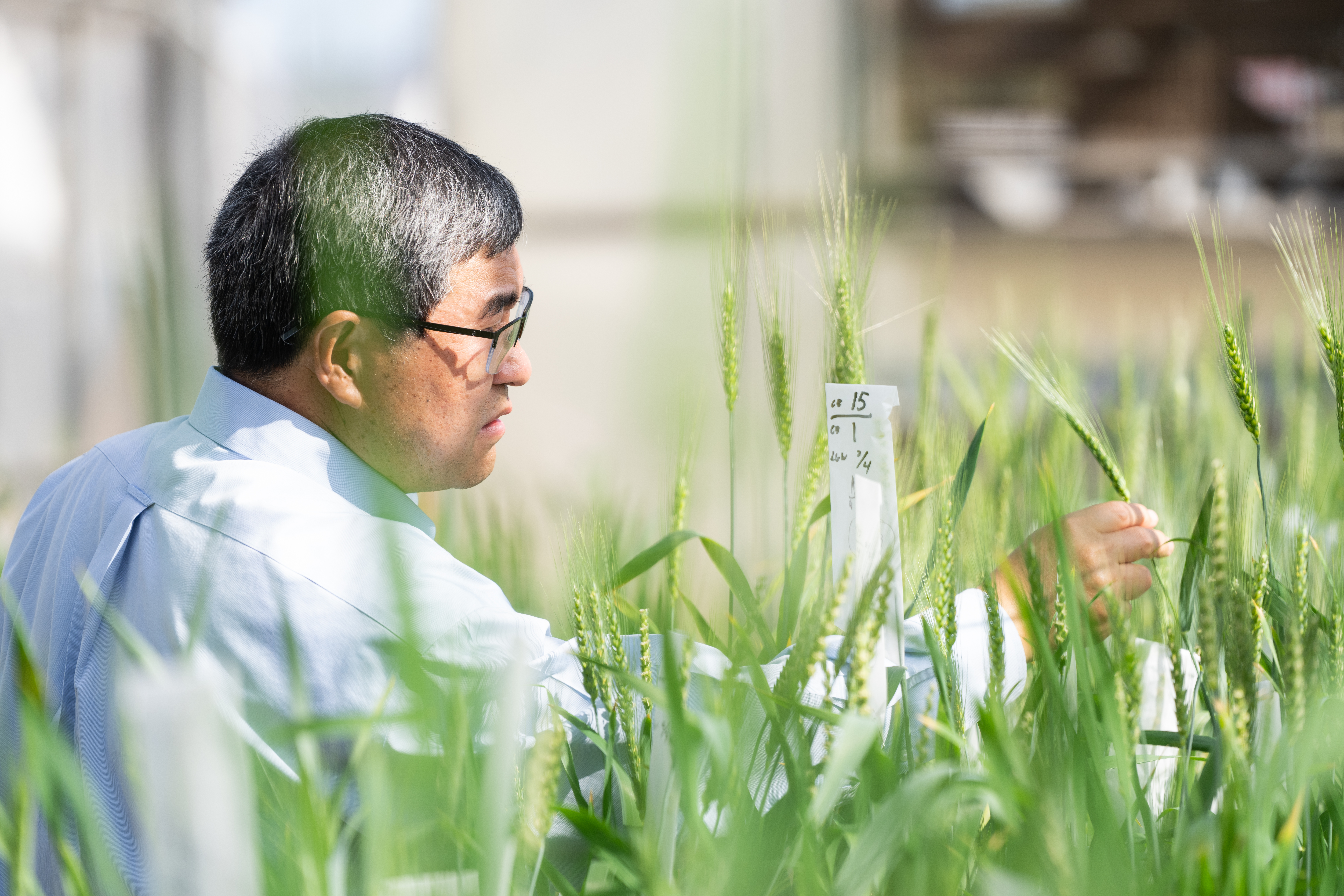 Shuyu Liu, Ph.D. emasculates wheat in a greenhouse full of wheat plants