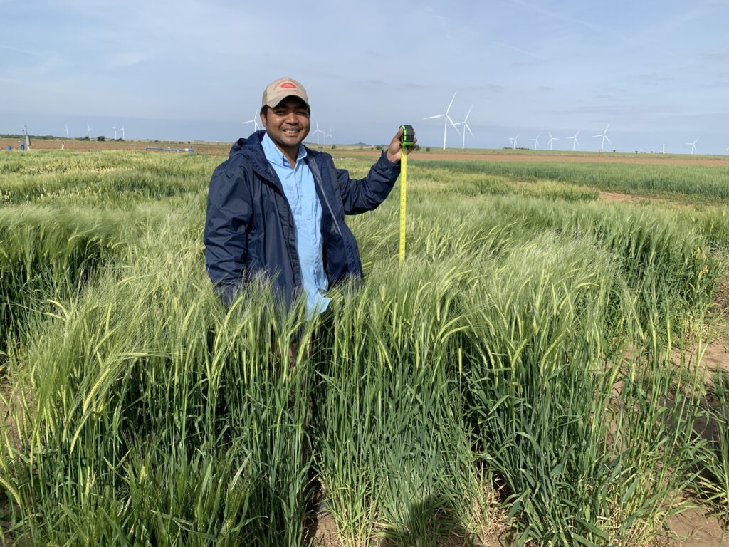 Researcher measuring small grains variety performance in field trials at the Texas A&M AgriLife Research and Extension Center at Vernon